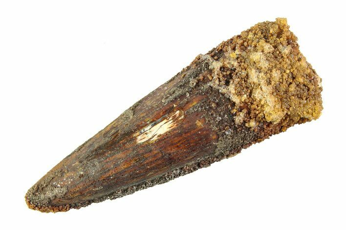 Fossil Spinosaurus Tooth - Real Dinosaur Tooth #353115